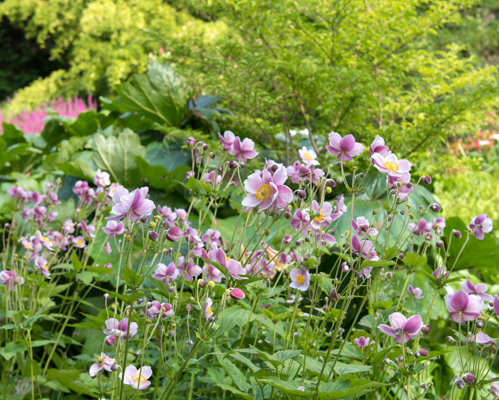 Anemone 'September Charm'