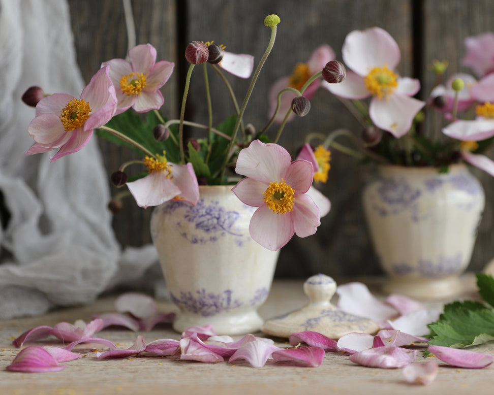Anemone 'September Charm'
