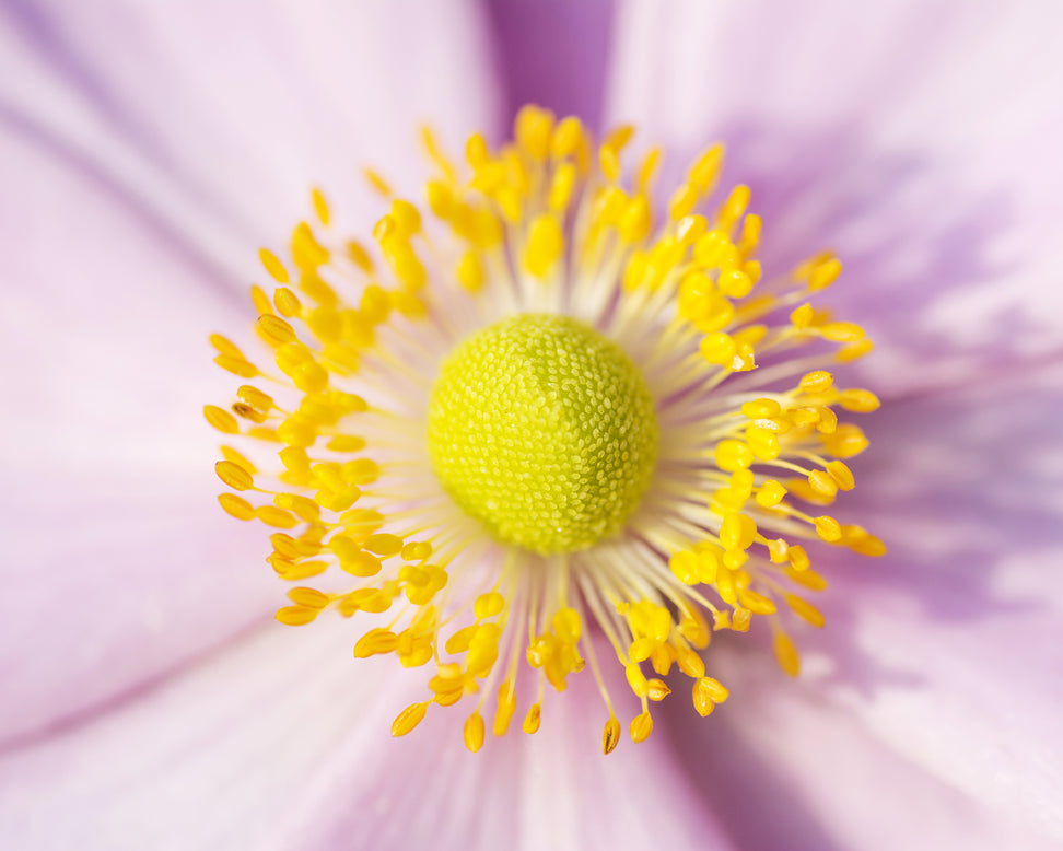 Anemone 'September Charm'