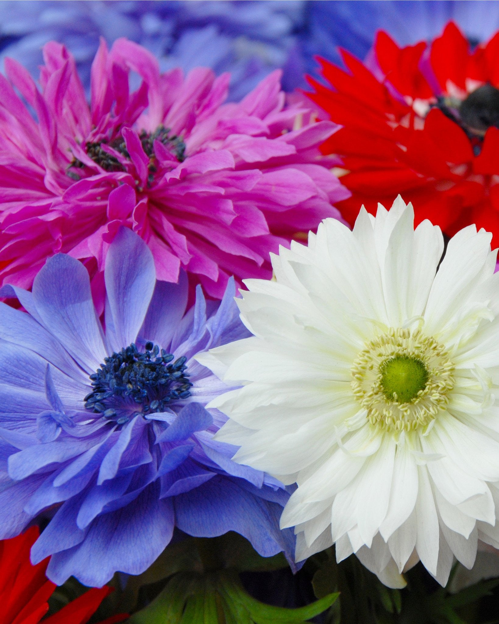 Anemone St Brigid Bulbs Uk