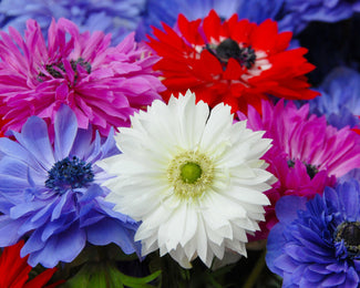 Anemone 'St Brigid' Anemone 'St Brigid'