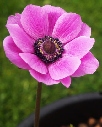 Anemone 'Sylphide' Anemone 'Sylphide'