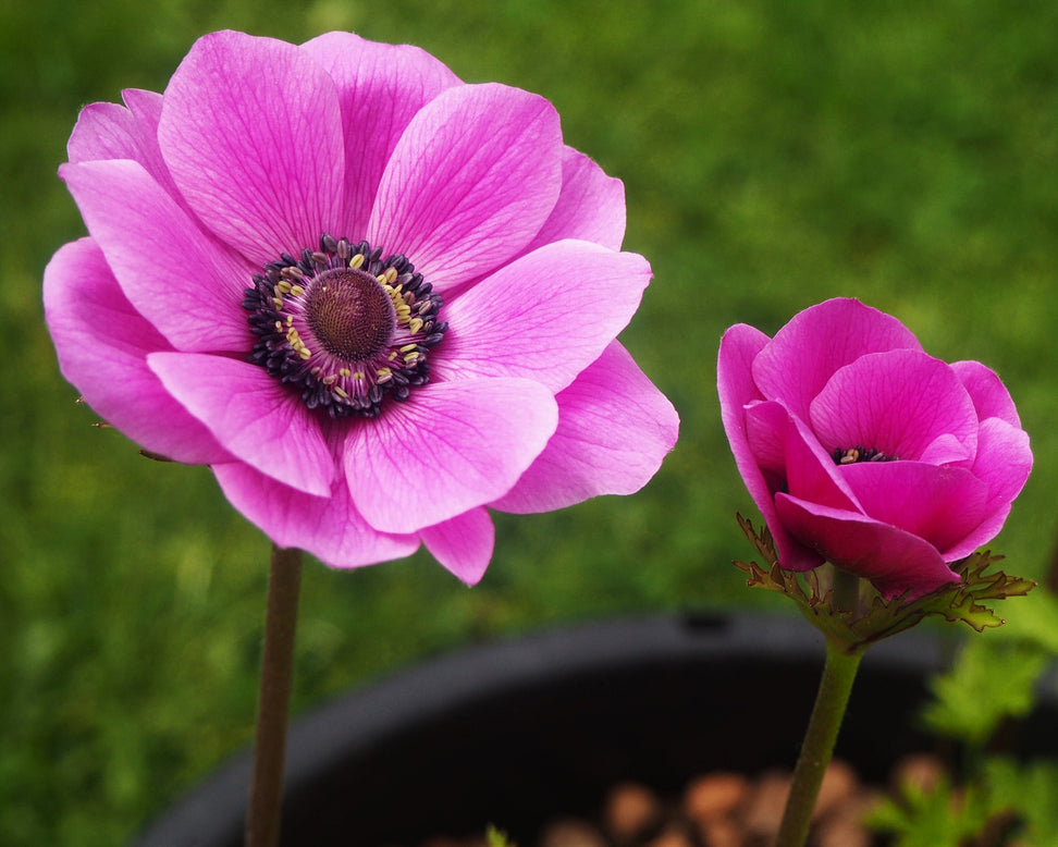 Anemone 'Sylphide'