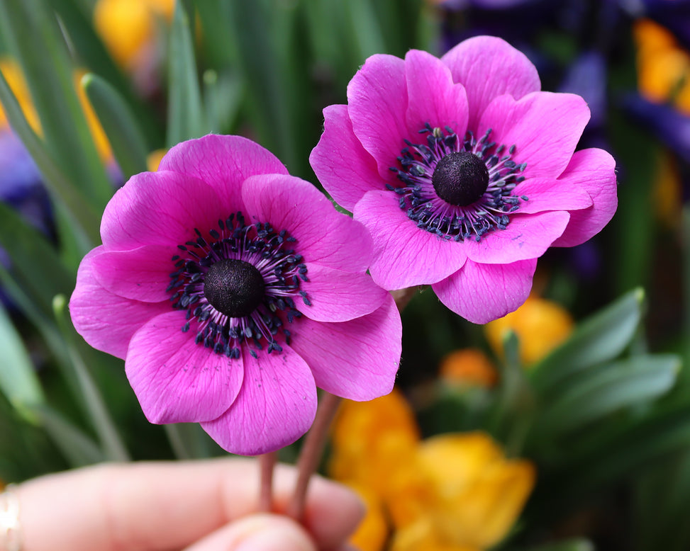 Anemone 'Sylphide'