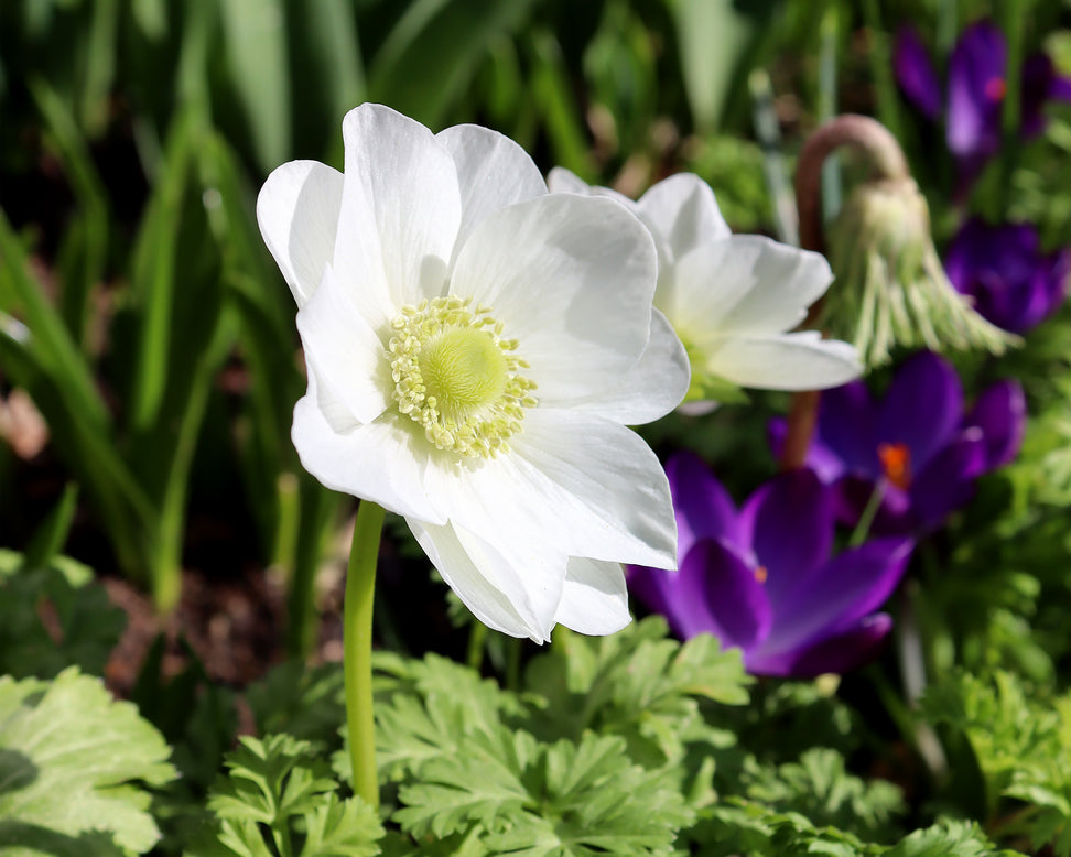 Anemone 'The Bride'