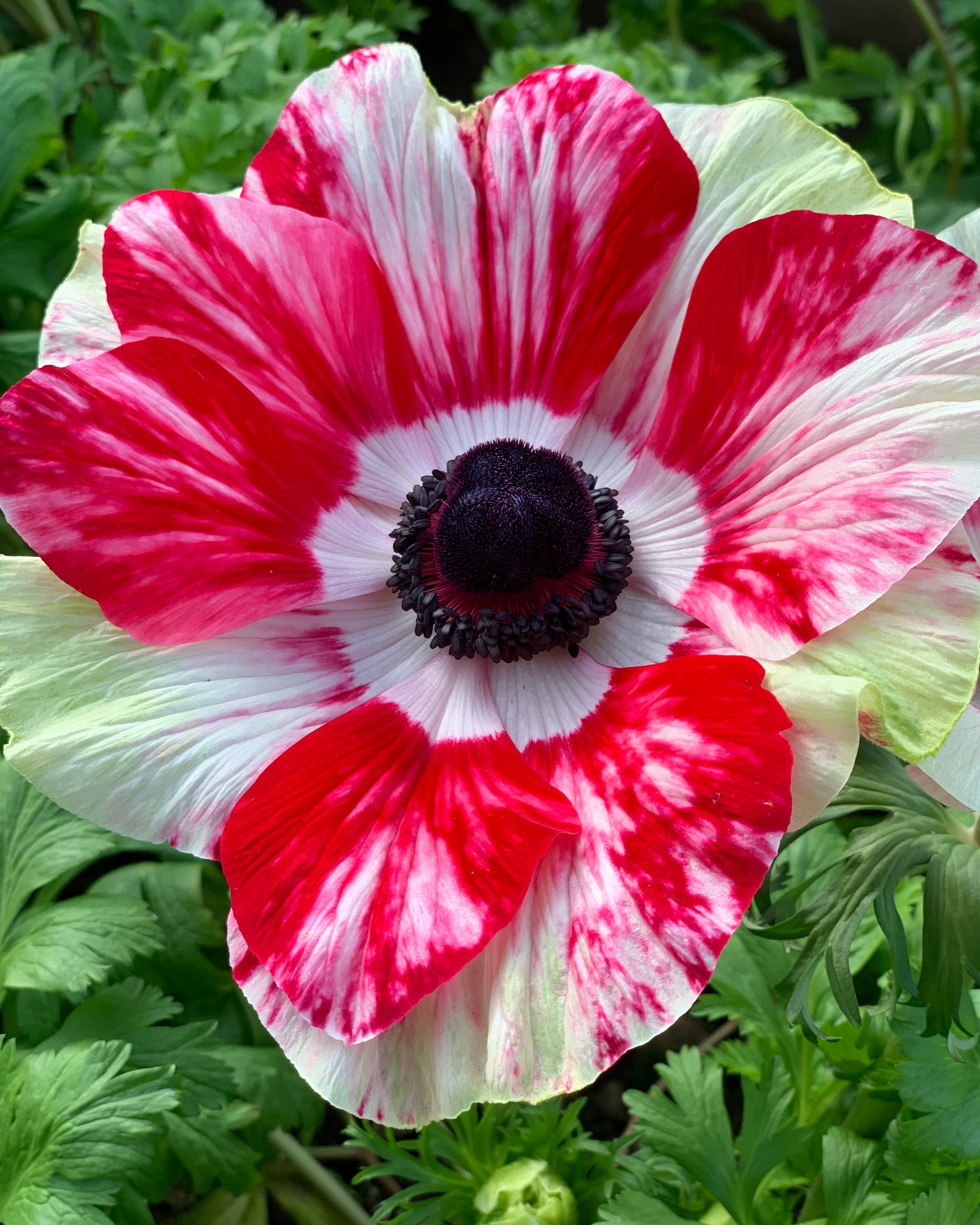 Anemone Mistral Tigre Bulbs Uk