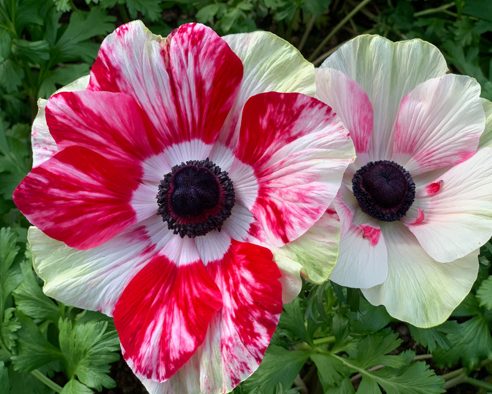 Anemone 'Mistral® Tigre'