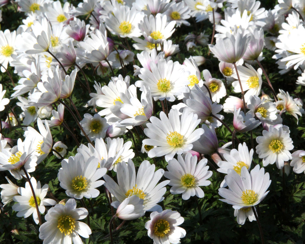 Anemone 'White Splendour'