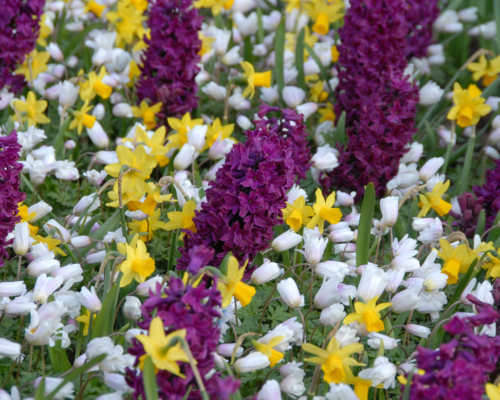 Flower BulbsWhite Splendour Bulbs UK - 2