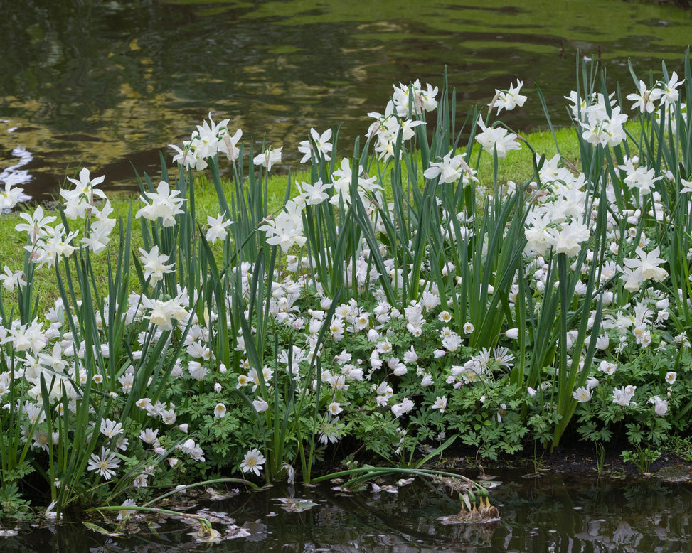 Flower BulbsWhite Splendour Bulbs UK - 3