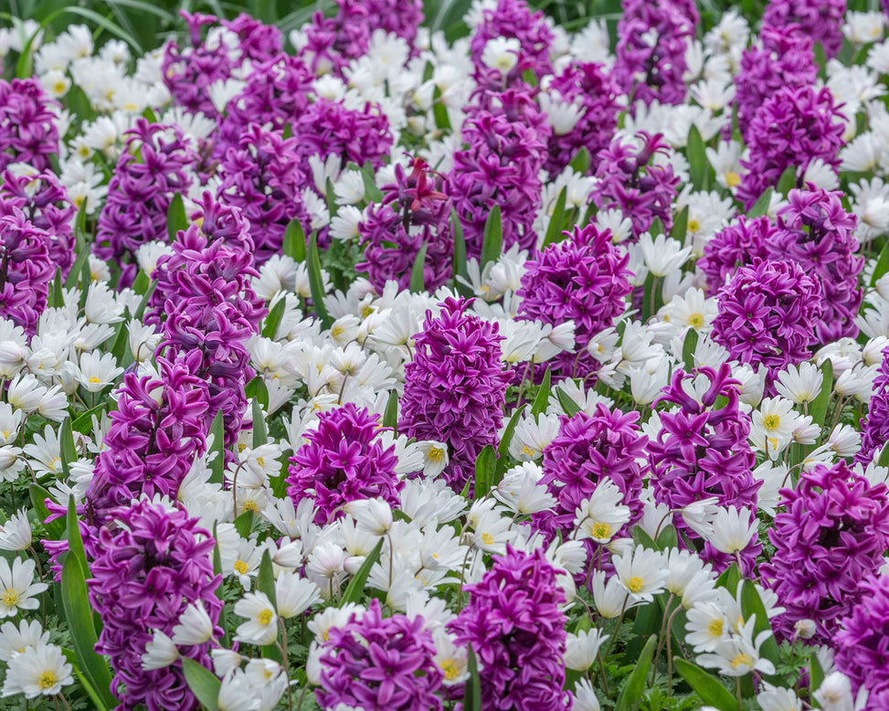 Flower BulbsWhite Splendour Bulbs UK - 5