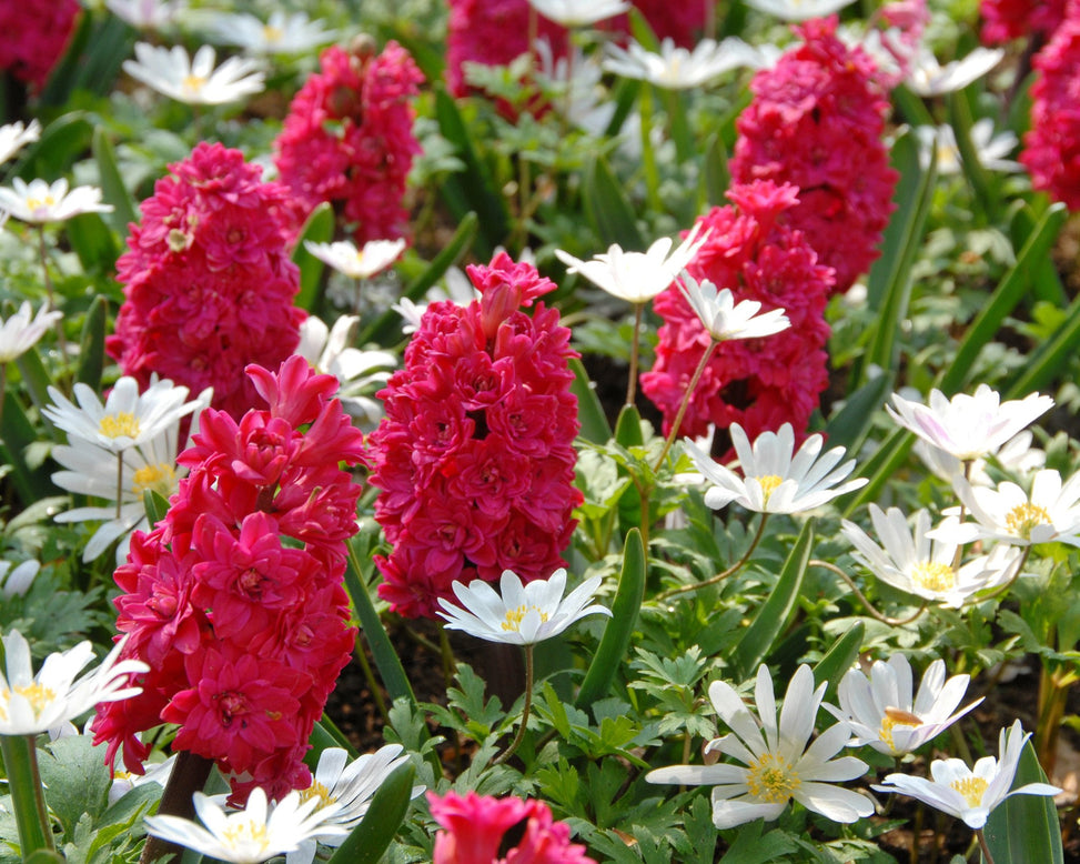 Flower BulbsWhite Splendour Bulbs UK - 6