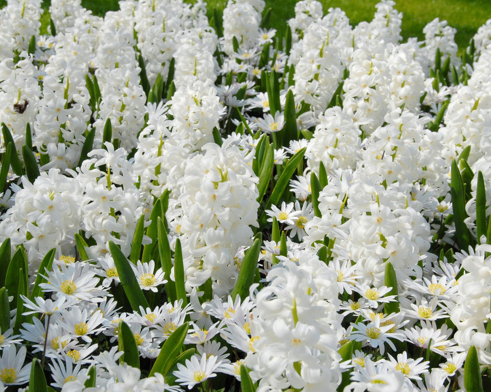 Flower BulbsWhite Splendour Bulbs UK - 7