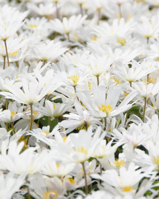 Anemone 'White Splendour' Anemone 'White Splendour'