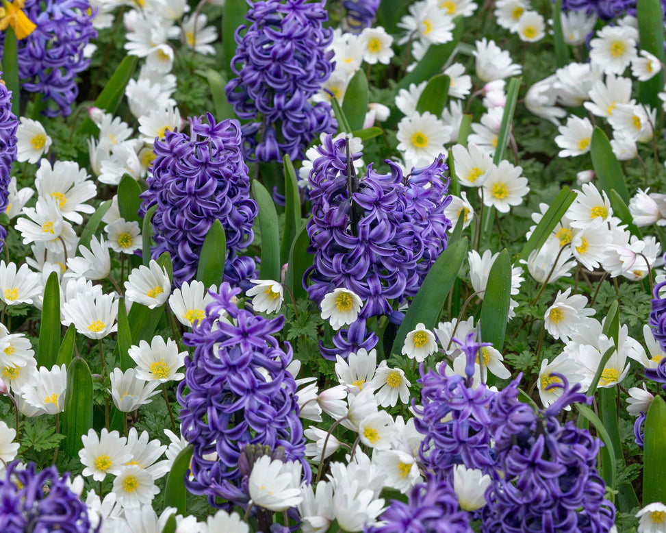 Flower BulbsWhite Splendour Bulbs UK - 8