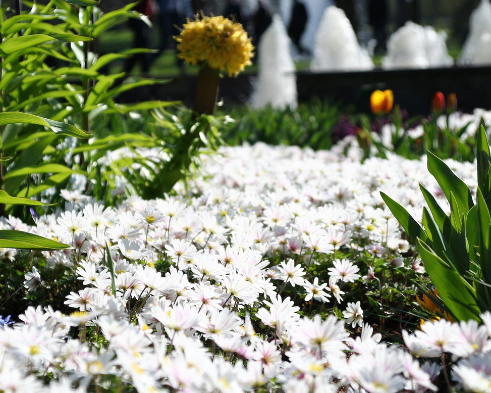 Anemone 'White Splendour'