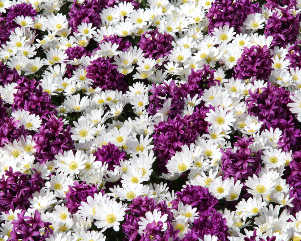 Anemone 'White Splendour'