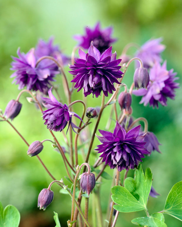 Aquilegia 'Blue Barlow'