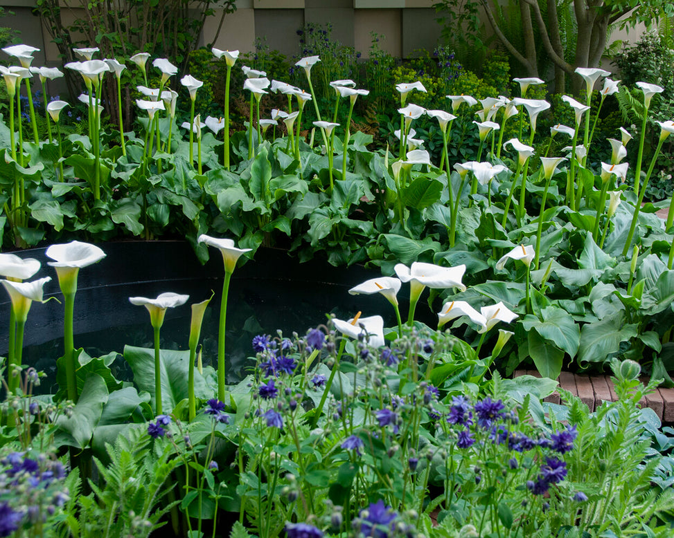 Aquilegia 'Blue Barlow'