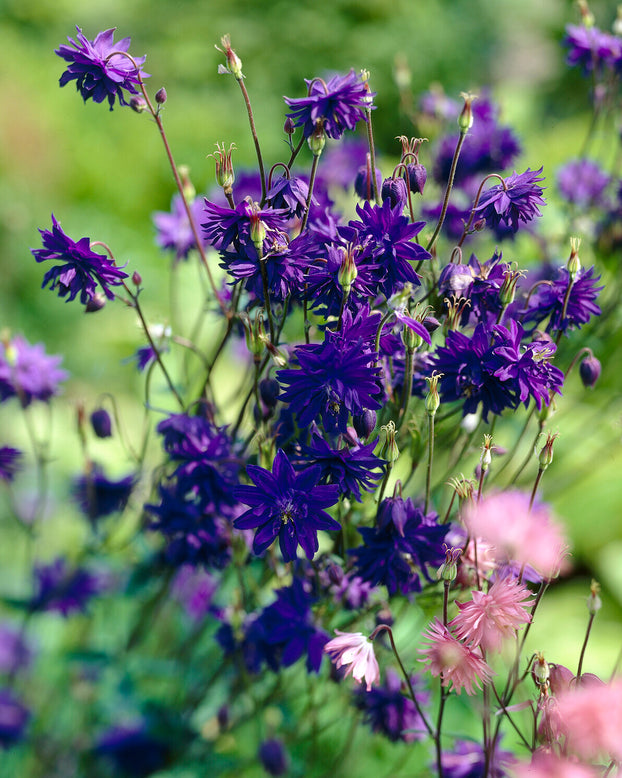 Aquilegia 'Blue Barlow'