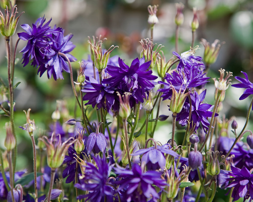 Aquilegia 'Blue Barlow'