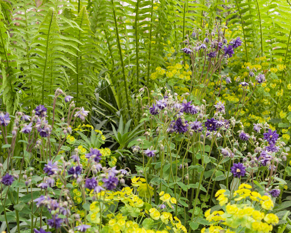 Aquilegia 'Blue Barlow'