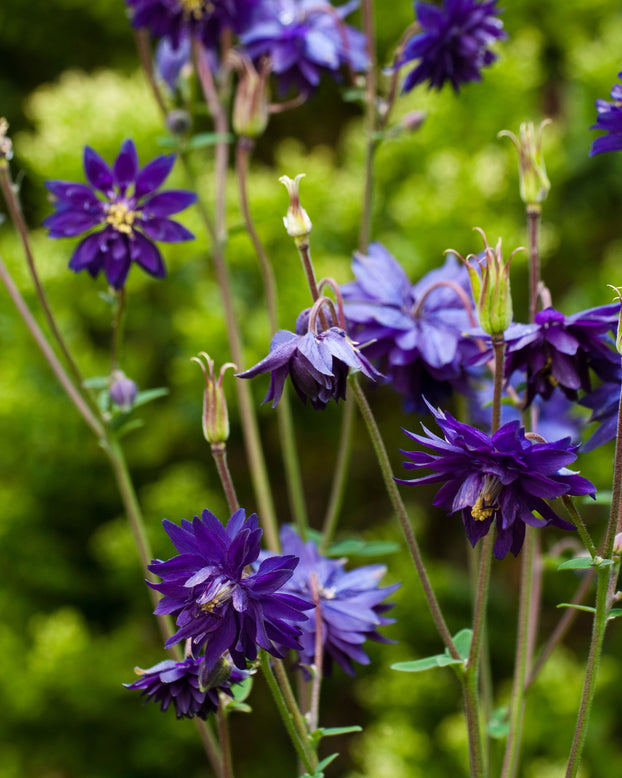 Aquilegia 'Blue Barlow'