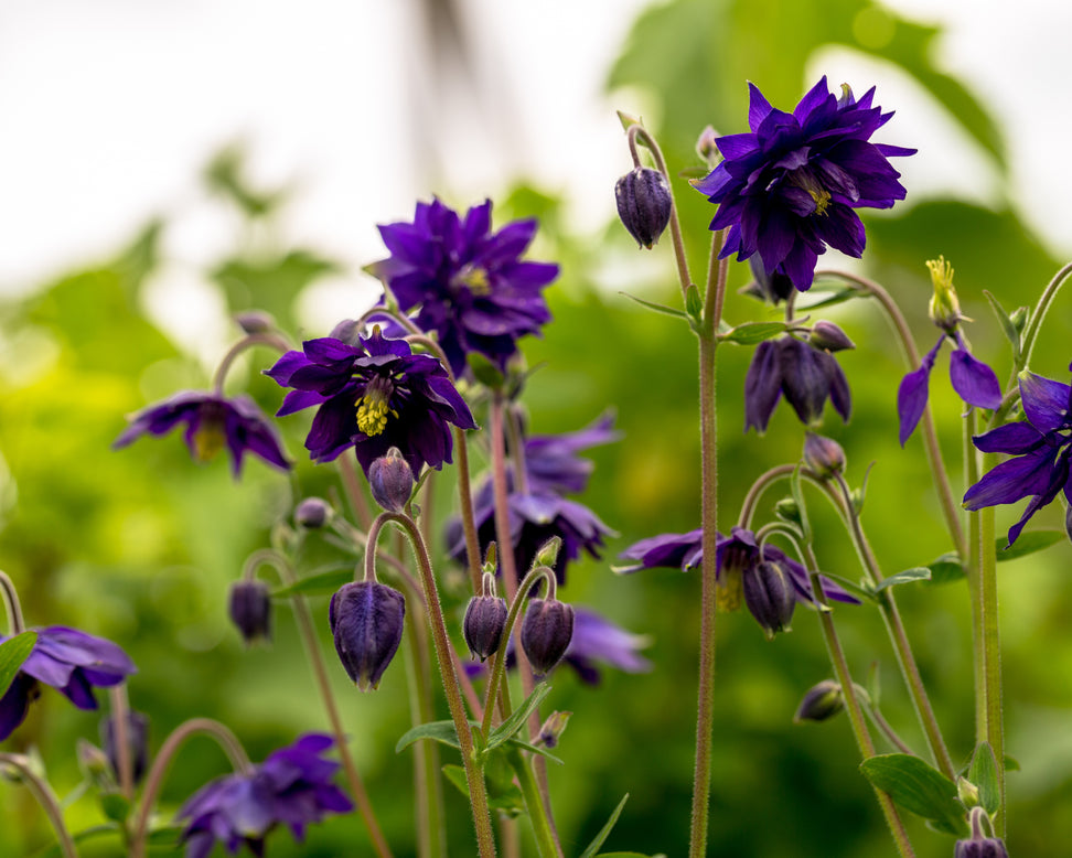 Aquilegia 'Blue Barlow'