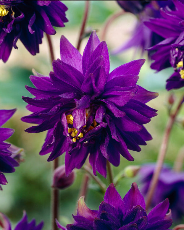 Aquilegia 'Blue Barlow'