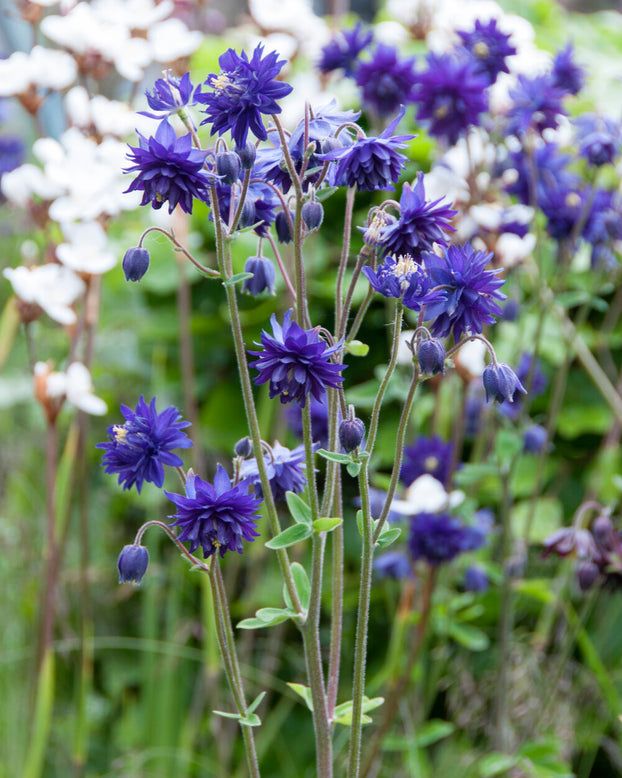 Aquilegia 'Blue Barlow'