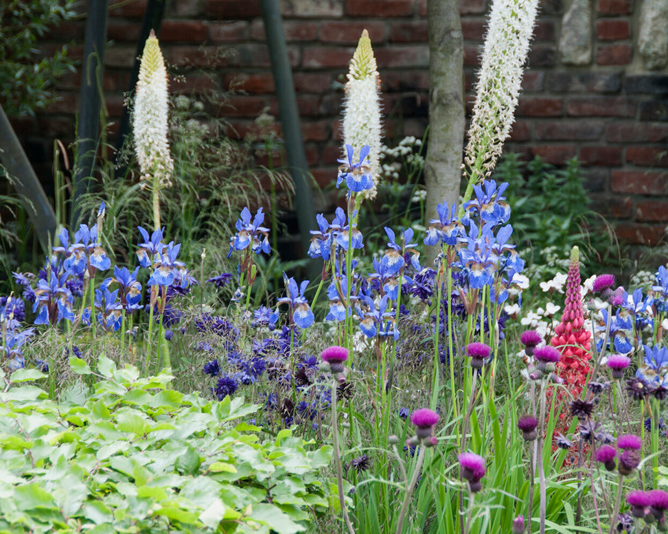 Aquilegia 'Blue Barlow'