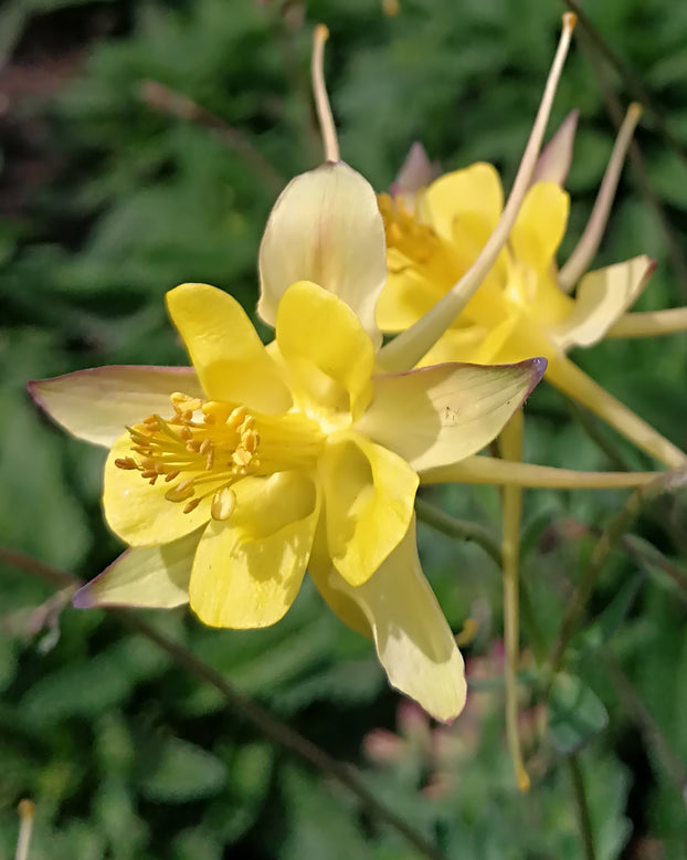 Aquilegia 'Chaplinei'