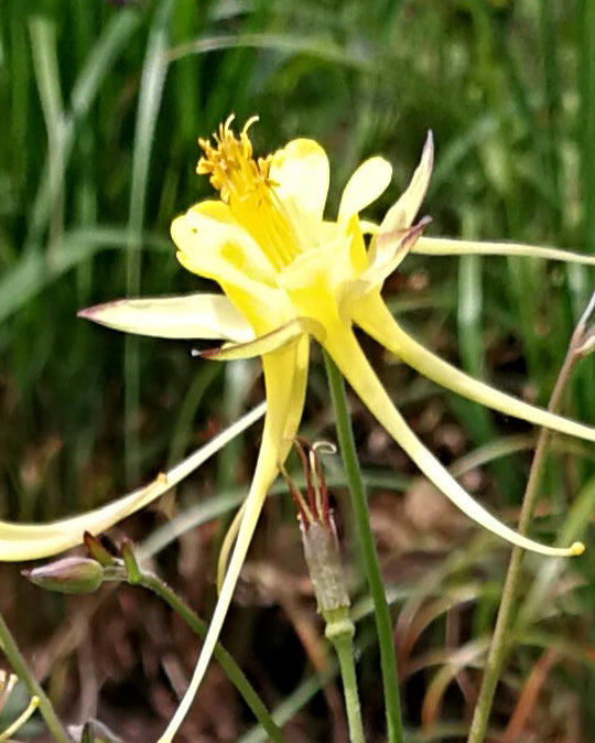 Aquilegia 'Chaplinei'