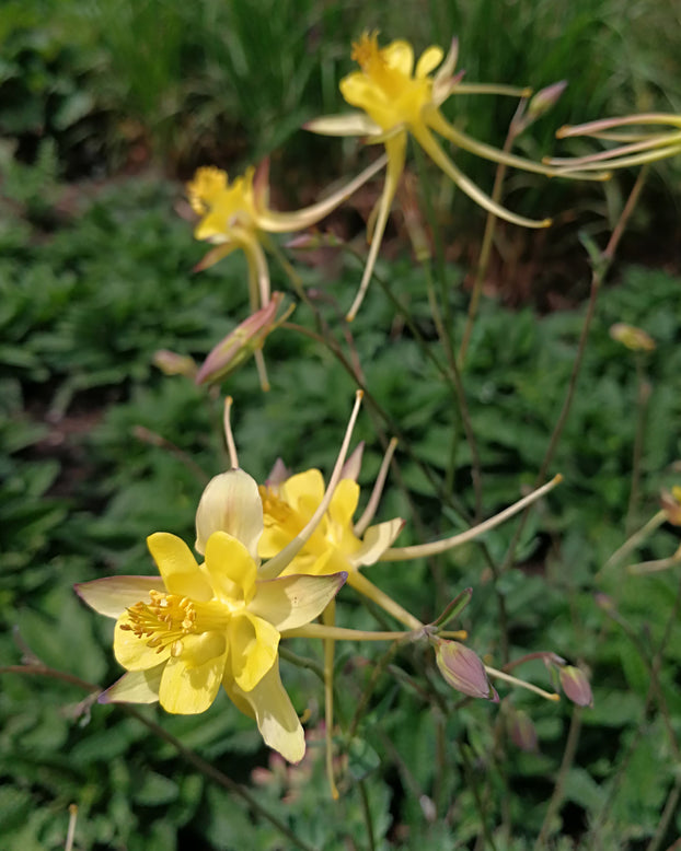 Aquilegia 'Chaplinei'