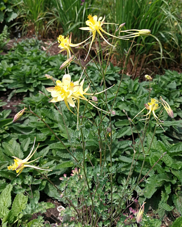 Aquilegia 'Chaplinei'