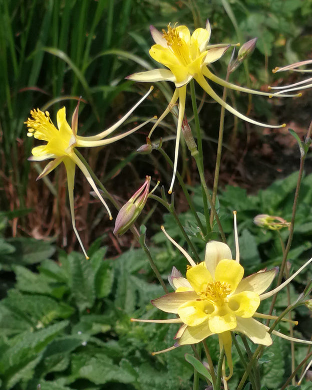 Aquilegia 'Chaplinei'