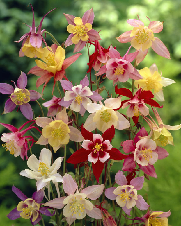 Aquilegia 'Columbine Mix'