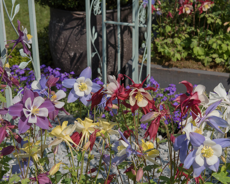 Aquilegia 'Columbine Mix'
