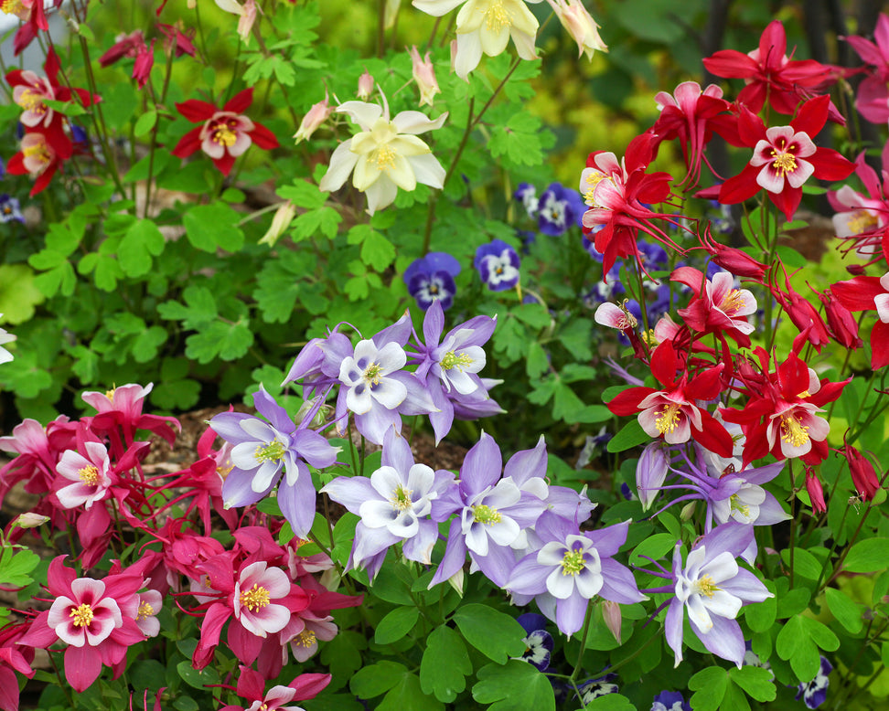 Aquilegia 'Columbine Mix'