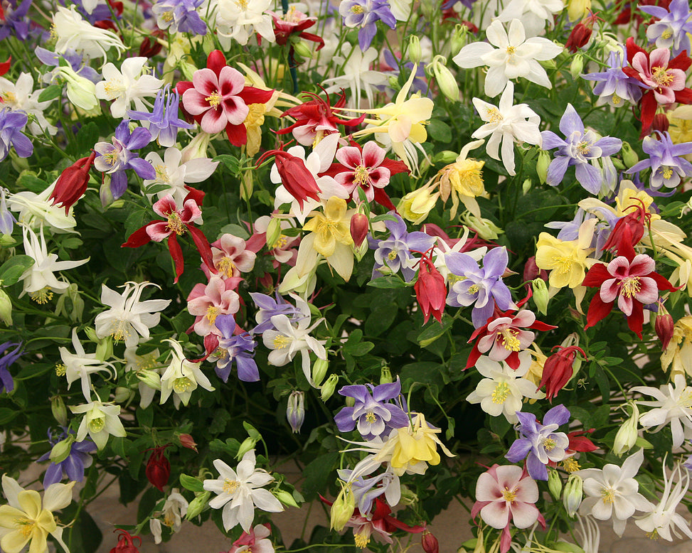Aquilegia 'Columbine Mix'