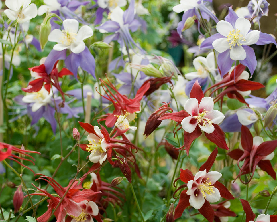 Aquilegia 'Columbine Mix'