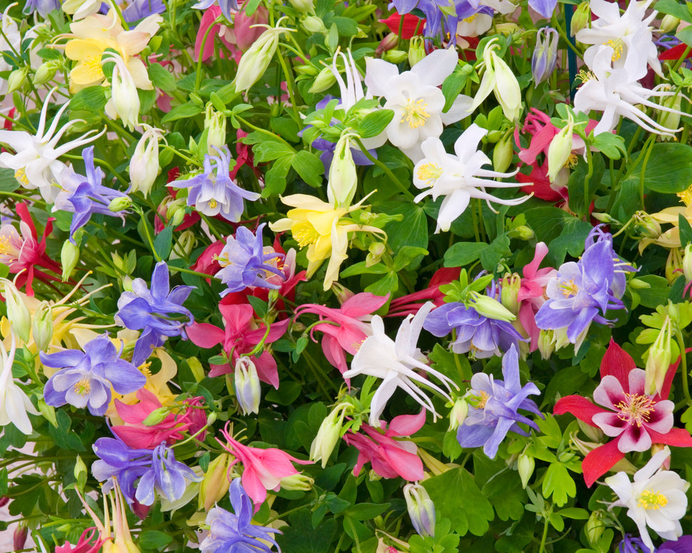 Aquilegia 'Columbine Mix'