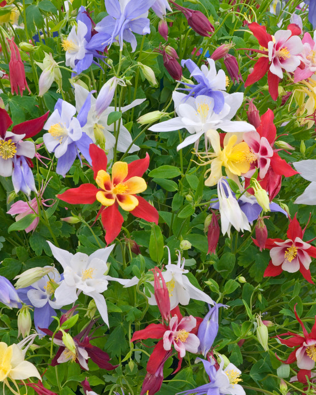 Aquilegia 'Columbine Mix'
