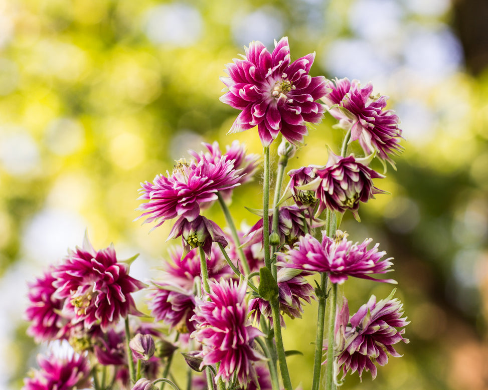 Aquilegia 'Nora Barlow'