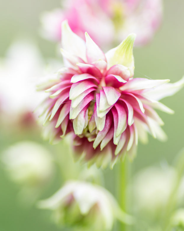 Aquilegia 'Nora Barlow'