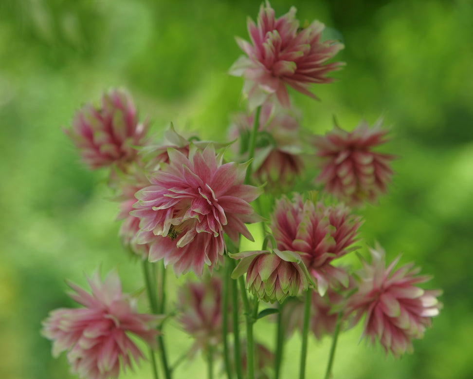 Aquilegia 'Nora Barlow'