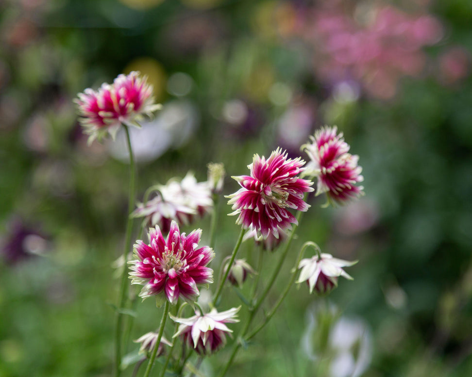 Aquilegia 'Nora Barlow'