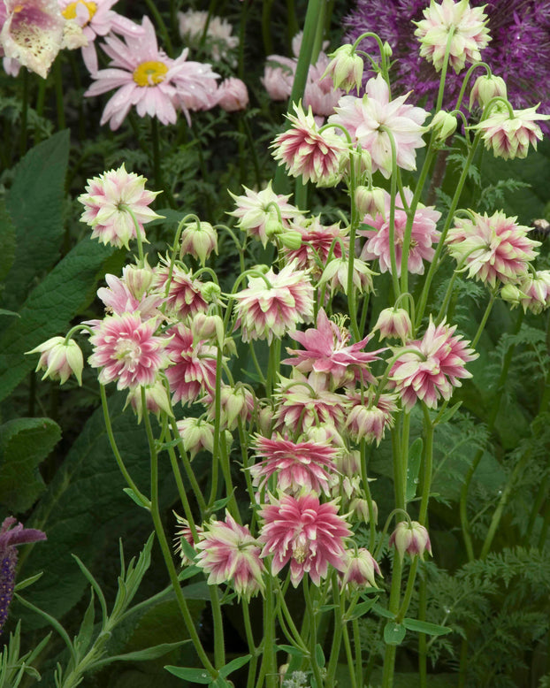 Aquilegia 'Nora Barlow'
