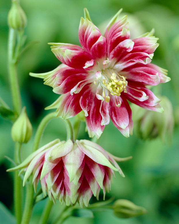 Aquilegia 'Nora Barlow'