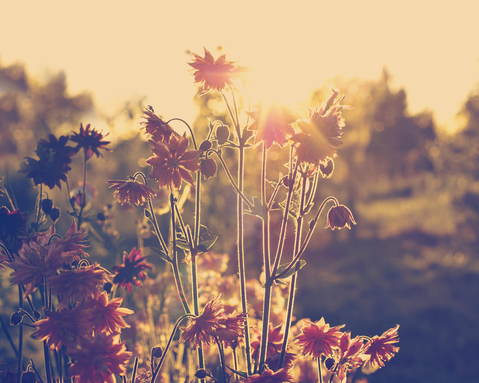 Aquilegia 'Nora Barlow'
